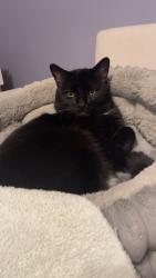 Lost Male Cat last seen Near Twinleaf Court, Jacksonville, FL 32259