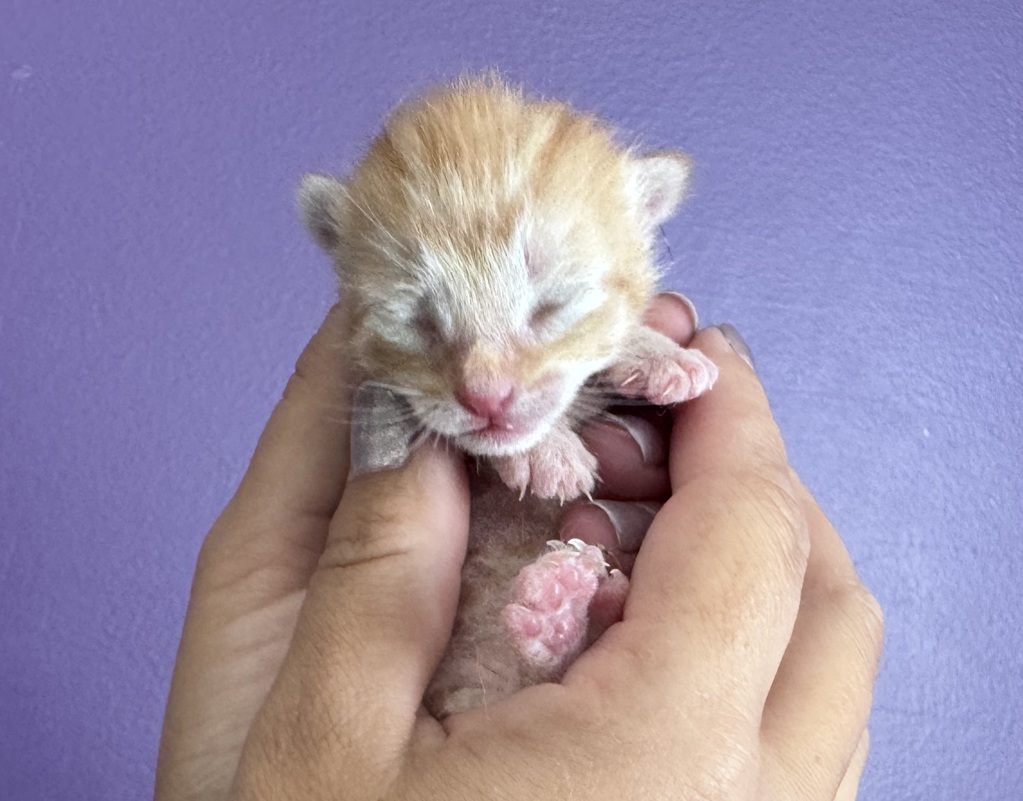 Shelter Stray Male Cat last seen Near E 1185 S, SALT LAKE CITY, UT, 84116, 511 W 3900 S, Salt Lake City, UT 84123, USA