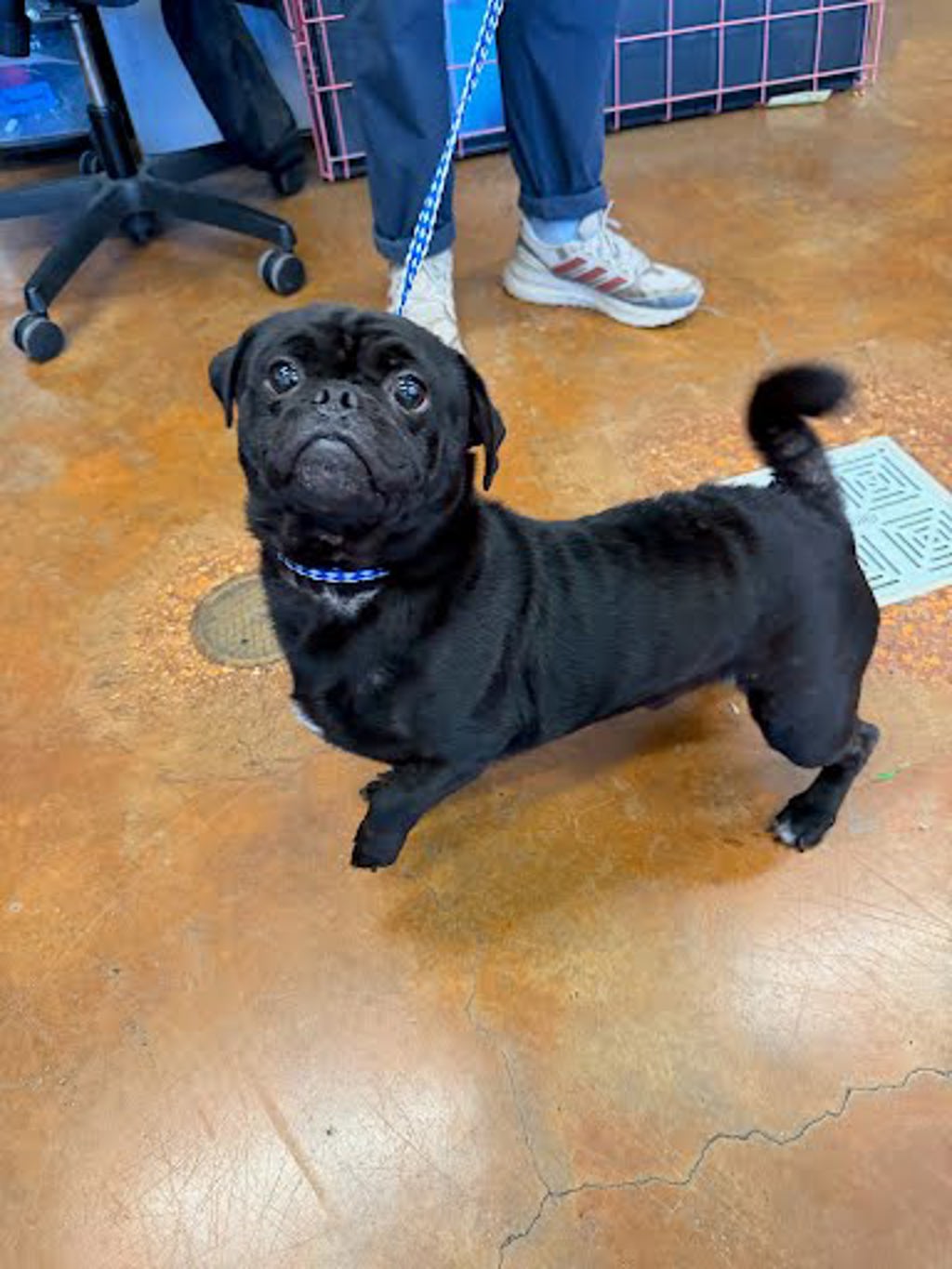 Shelter Stray Male Dog last seen Near Peridot Pass, MAXWELL, TX, 78656, 7201 Levander Loop bldg a, Austin, TX 78702, USA