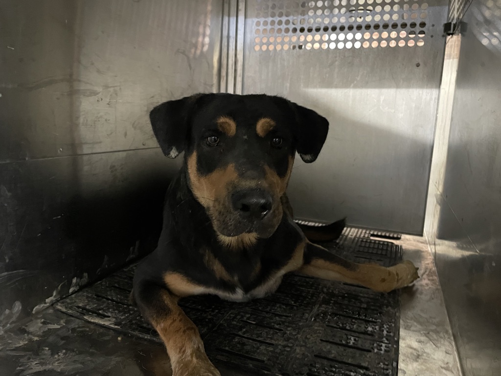 Shelter Stray Male Dog last seen Near Edwin Lane, AUSTIN, TX, 78742, 7201 Levander Loop bldg a, Austin, TX 78702, USA