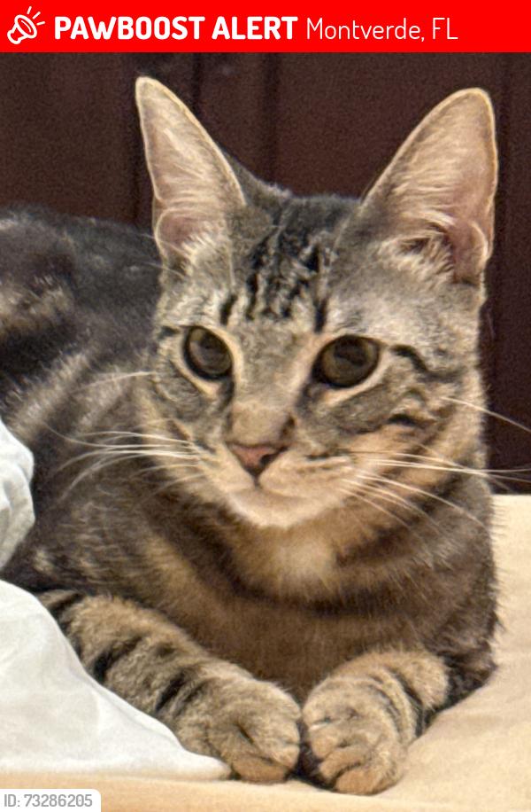 Lost Male Cat last seen Bella Collina Pendio drive, Montverde, FL 34756