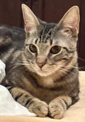 Lost Male Cat last seen Bella Collina Pendio drive, Montverde, FL 34756