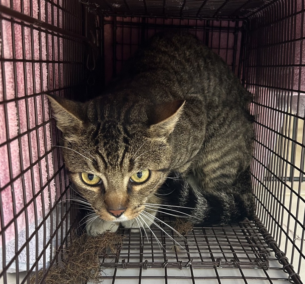 Shelter Stray Male Cat last seen NE Thompson st and N Kerby Ave, OR, 1700 W Historic Columbia River Hwy, Troutdale, OR 97060, USA