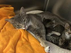Shelter Stray Female Cat last seen SE 24th ave and Se Market st, OR, 1700 W Historic Columbia River Hwy, Troutdale, OR 97060, USA