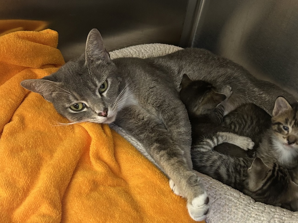 Shelter Stray Female Cat last seen SE 24th ave and Se Market st, OR, 1700 W Historic Columbia River Hwy, Troutdale, OR 97060, USA
