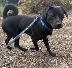 Shelter Stray Male Dog last seen Apt 15,1022 Peach Avenue, El Cajon, CA, 92021, El Cajon, CA 92020, USA