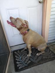 Found/Stray Female Dog last seen MLK and pleasent valley, Austin, TX 78702