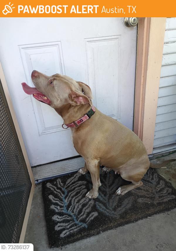 Found/Stray Female Dog last seen MLK and pleasent valley, Austin, TX 78702