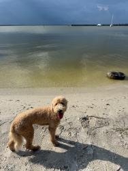 Lost Female Dog last seen Walmart, Orlando, FL 32822