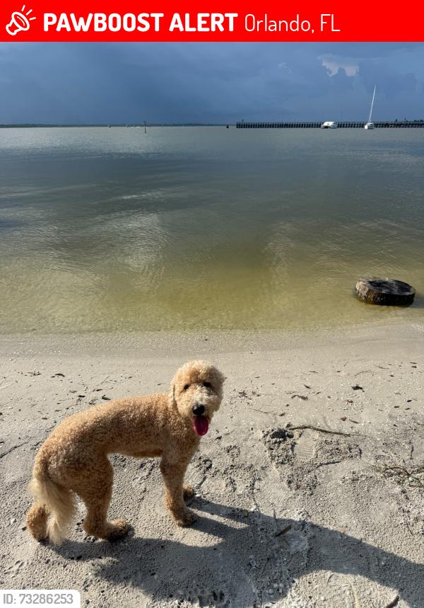 Lost Female Dog last seen Walmart, Orlando, FL 32822