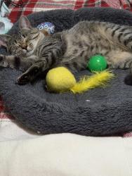 Lost Male Cat last seen Trail 6, Burlington, NC 27215