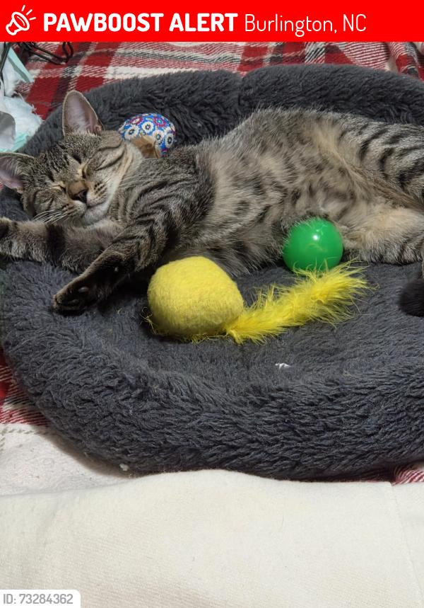 Lost Male Cat last seen Trail 6, Burlington, NC 27215