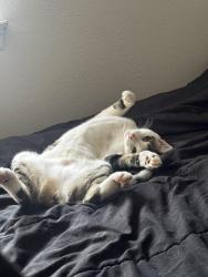 Reunited Female Cat last seen She was hiding under our shed but sounds like she left, San Antonio, TX 78247