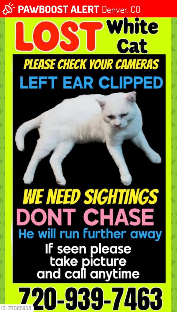 Lost Male Cat last seen Humane Colorado ( Formerly Dumb Friends League) across street along river in the wooded area to bridge at 51st, Denver, CO 80216