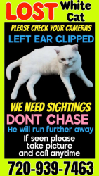 Lost Male Cat last seen Humane Colorado ( Formerly Dumb Friends League) across street along river in the wooded area to bridge at 51st, Denver, CO 80216