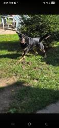 Found/Stray Male Dog last seen Queensland and upper gage, Hamilton, ON L8V 4H2