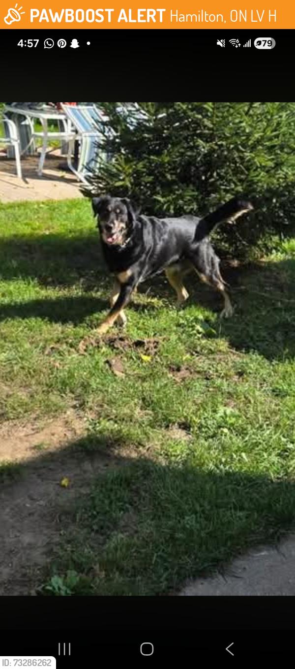 Found/Stray Male Dog last seen Queensland and upper gage, Hamilton, ON L8V 4H2