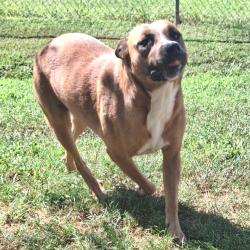 Shelter Stray Female Dog last seen , 328 Furman Hall Rd, Greenville, SC 29609, USA