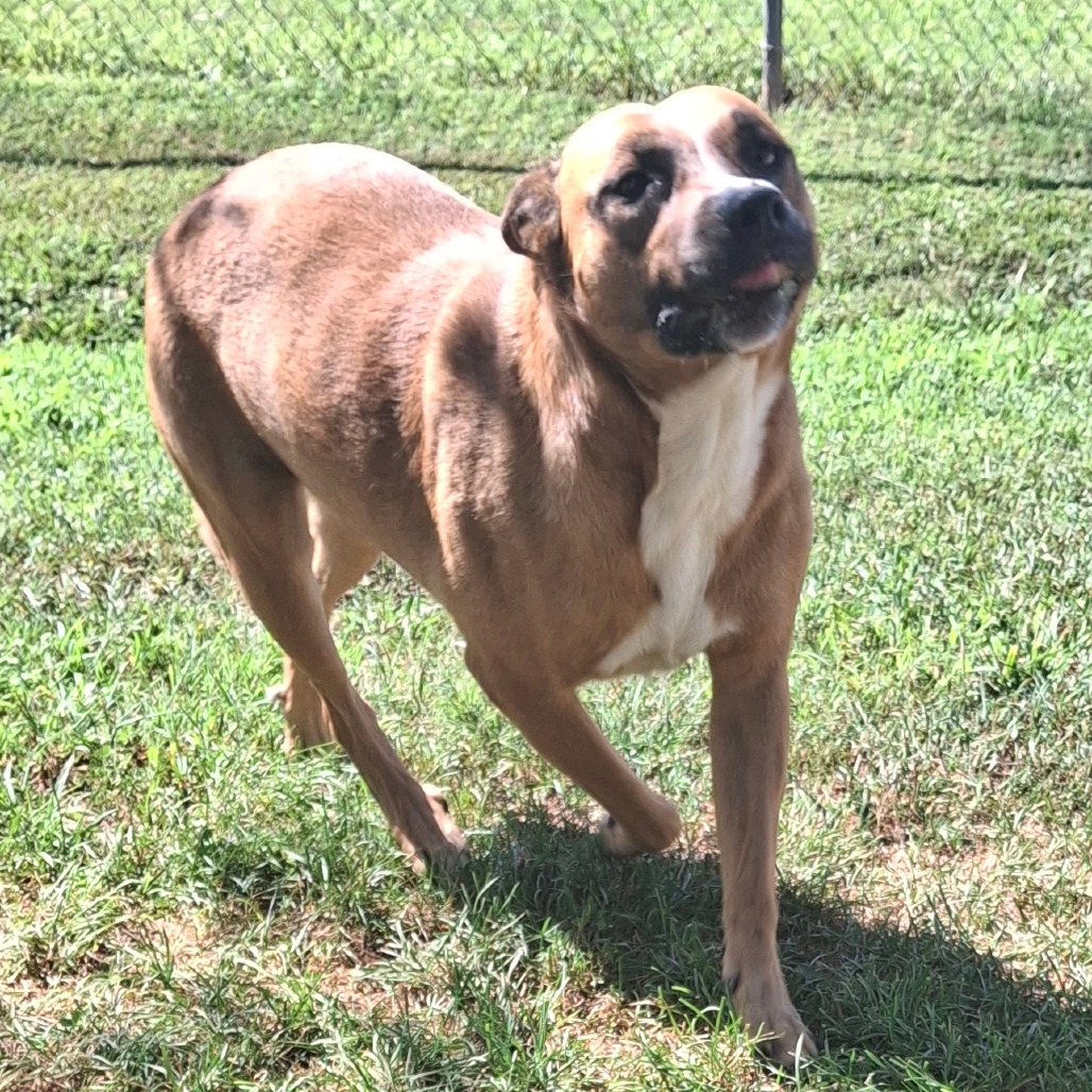 Shelter Stray Female Dog last seen , 328 Furman Hall Rd, Greenville, SC 29609, USA