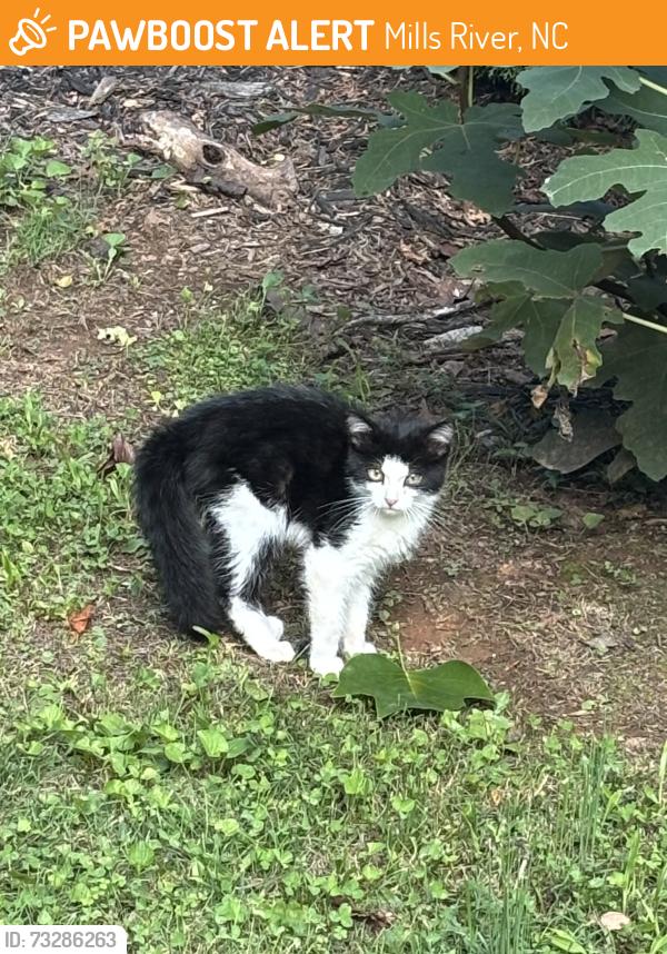Found/Stray Unknown Cat last seen Off 280 near BP, Mills River, NC 28759