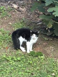 Found/Stray Unknown Cat last seen Off 280 near BP, Mills River, NC 28759