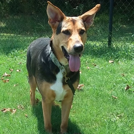 Shelter Stray Male Dog last seen , 2951 S 1st St, Cabot, AR 72023, USA