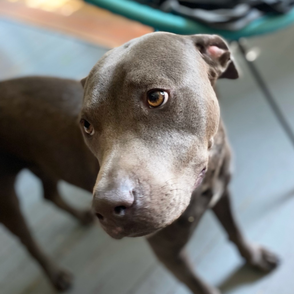Shelter Stray Female Dog last seen , 2350 Appling City Cove, Memphis, TN 38133, USA