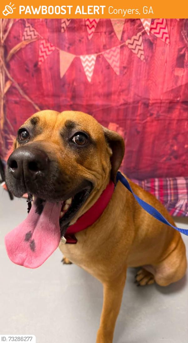 Found/Stray Unknown Dog last seen Located at Rockdale County Animal Service, 1506 Rockbridge Road, Conyers, GA 30012, Conyers, GA 30012