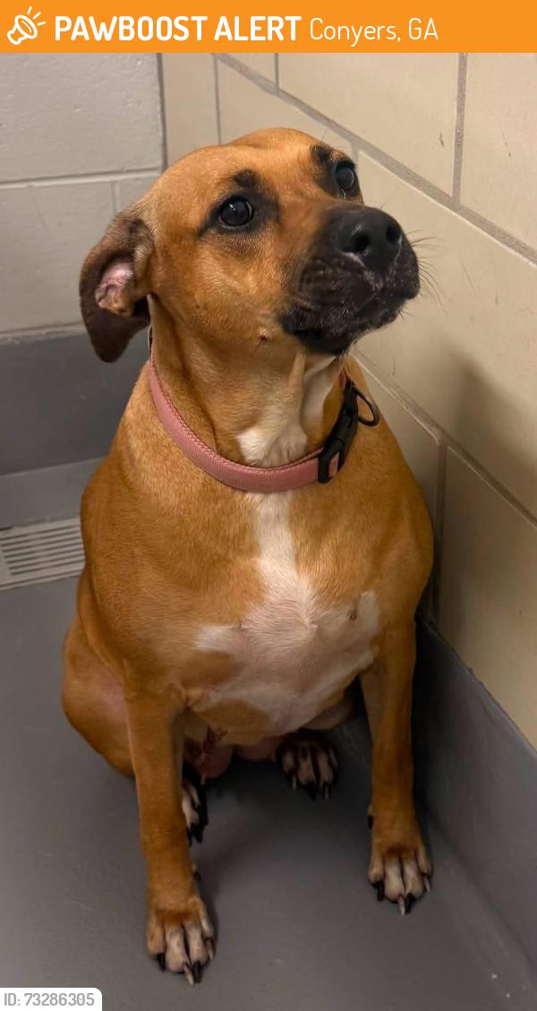 Found/Stray Unknown Dog last seen Located at Rockdale County Animal Service, 1506 Rockbridge Road, Conyers, GA 30012, Conyers, GA 30012