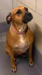 Found/Stray Unknown Dog last seen Located at Rockdale County Animal Service, 1506 Rockbridge Road, Conyers, GA 30012, Conyers, GA 30012