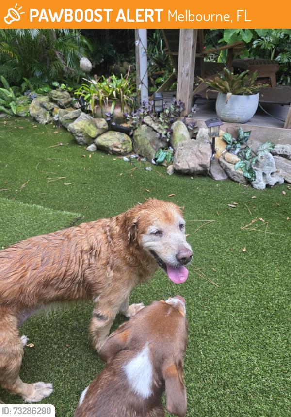 Found/Stray Female Dog last seen Melbourne Village, Melbourne, FL 32904