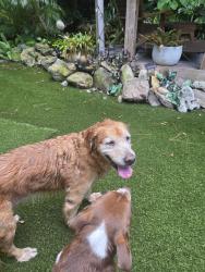 Found/Stray Female Dog last seen Melbourne Village, Melbourne, FL 32904