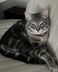 Lost Male Cat last seen Tukwet Canyon Neighborhood, Beaumont, CA 92223