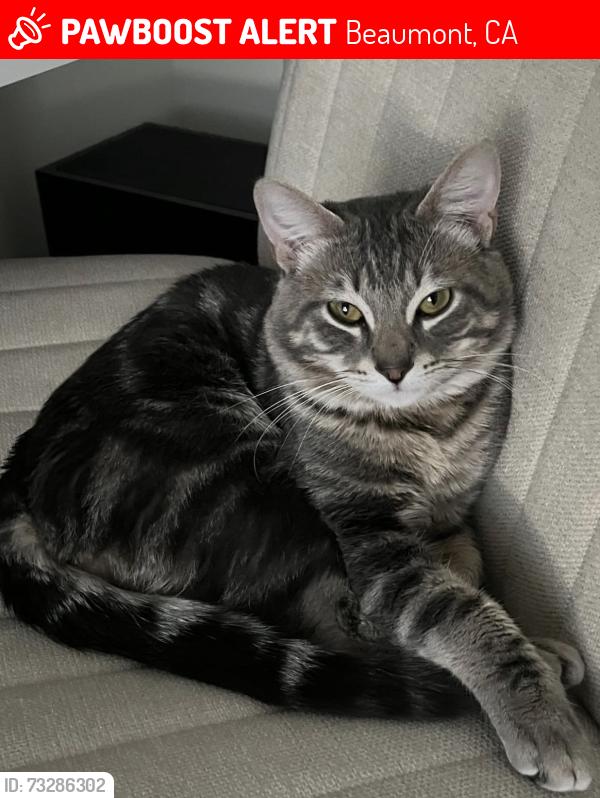 Lost Male Cat last seen Tukwet Canyon Neighborhood, Beaumont, CA 92223