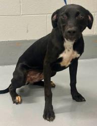 Found/Stray Unknown Dog last seen Located at Rockdale County Animal Service, 1506 Rockbridge Road, Conyers, GA 30012, Conyers, GA 30012