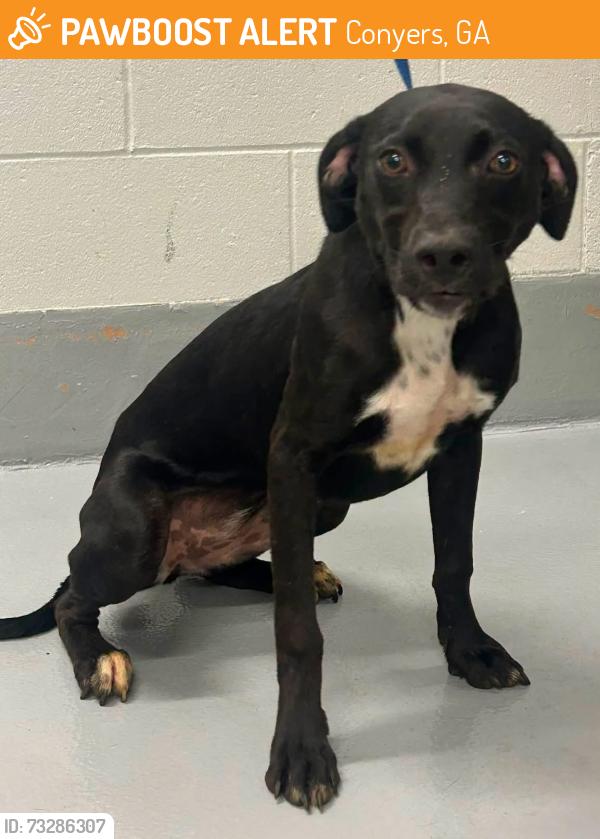 Found/Stray Unknown Dog last seen Located at Rockdale County Animal Service, 1506 Rockbridge Road, Conyers, GA 30012, Conyers, GA 30012