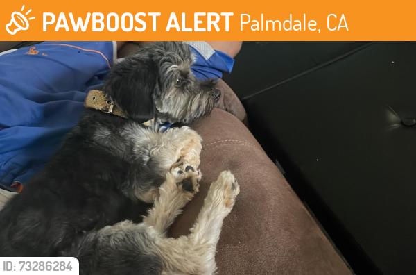 Found/Stray Male Dog last seen In Palmdale, Palmdale, CA 93350