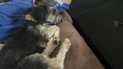 Found/Stray Male Dog last seen In Palmdale, Palmdale, CA 93350