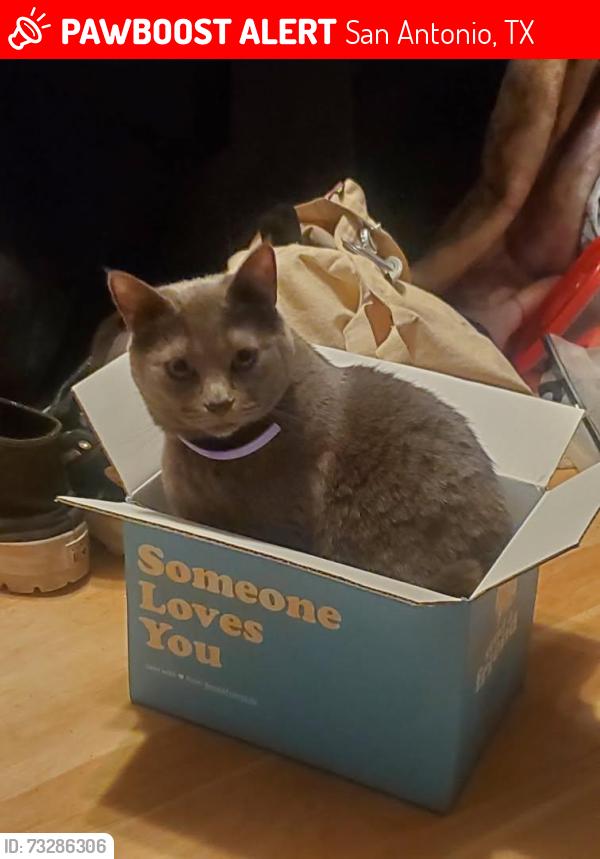 Lost Female Cat last seen Forest Shadow Forest Knoll, San Antonio, TX 78240