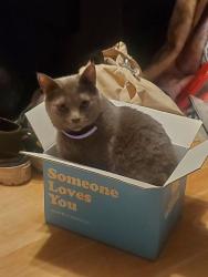 Lost Female Cat last seen Forest Shadow Forest Knoll, San Antonio, TX 78240