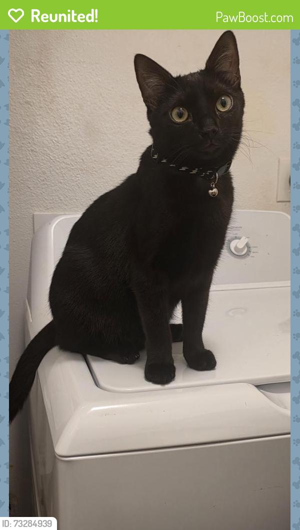 Reunited Male Cat last seen Beasley, TX, Beasley, TX 77417