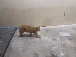 Reunited Male Cat last seen Southeast Alder, Portland, OR 97216