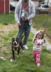 Reunited Male Dog last seen South 13th st Harrisburg 17104, Harrisburg, PA 17104
