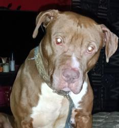 Lost Male Dog last seen S 1st and vine st, Springfield, IL 62704