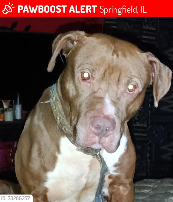 Lost Male Dog last seen S 1st and vine st, Springfield, IL 62704