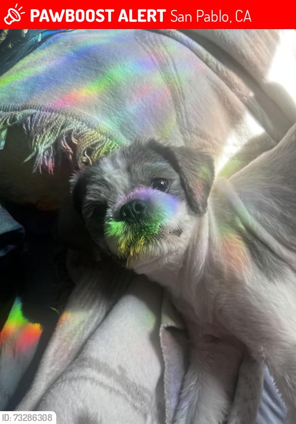 Lost Male Dog last seen 18th st rivers st san pablo ca, San Pablo, CA 94804