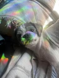 Lost Male Dog last seen 18th st rivers st san pablo ca, San Pablo, CA 94804