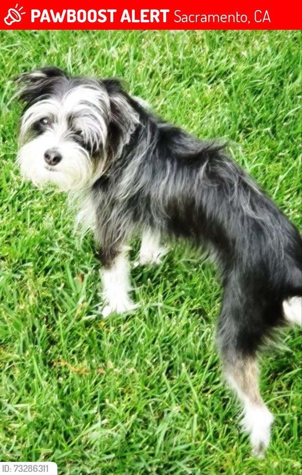 Lost Female Dog last seen Los Inmortales Taqueria ‐ Franklin & Fruitridge Bus Stop, Sacramento, CA 95818