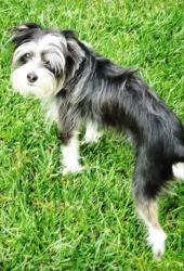 Lost Female Dog last seen Los Inmortales Taqueria ‐ Franklin & Fruitridge Bus Stop, Sacramento, CA 95818