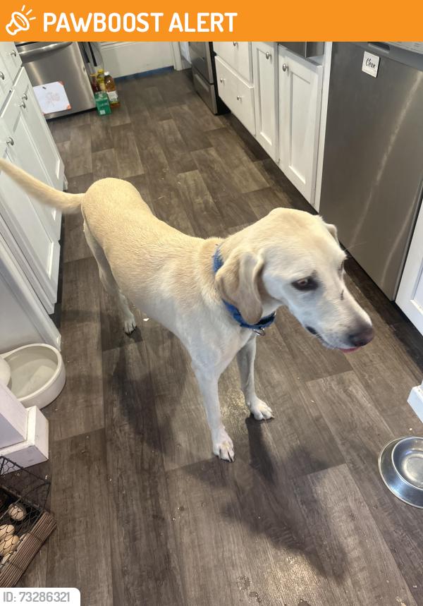 Found/Stray Male Dog last seen Clark ln Powell tn, Anderson County, TN 37849